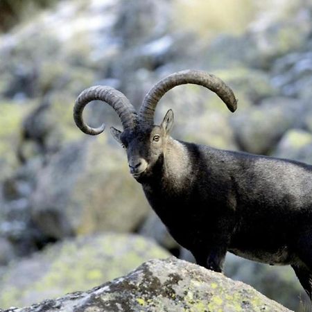 El Desvan De Gredos Navarredonda de Gredos Kültér fotó