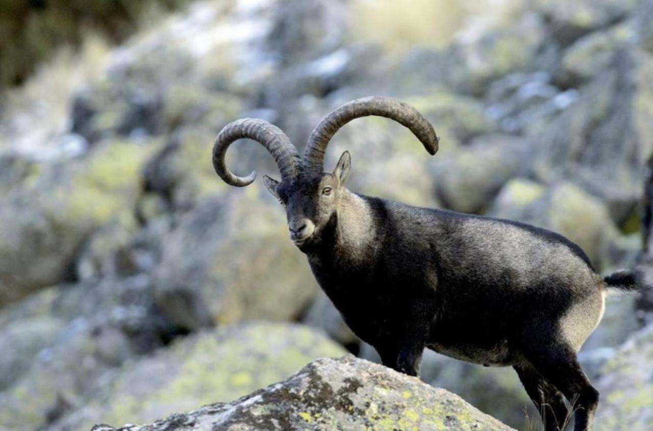 El Desvan De Gredos Navarredonda de Gredos Kültér fotó